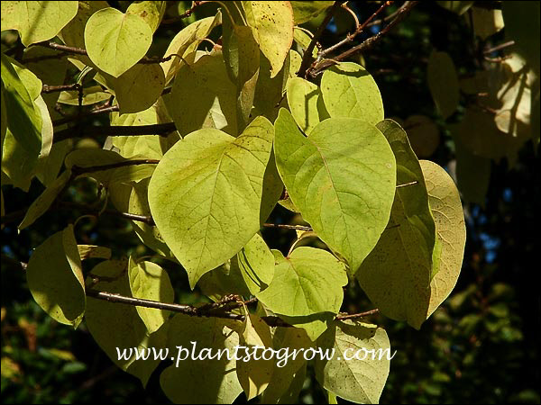 fall foliage color
